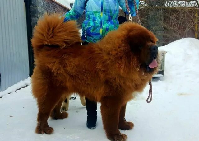 питомник тибет. тибетский мастиф зов тибета. тибетский мастиф джин питомник зов тибета. эпоха виктории питомник тибетских мастифов. питомник тибет.