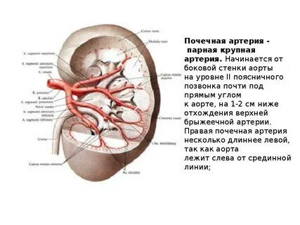 Уровень отхождения почечных артерий