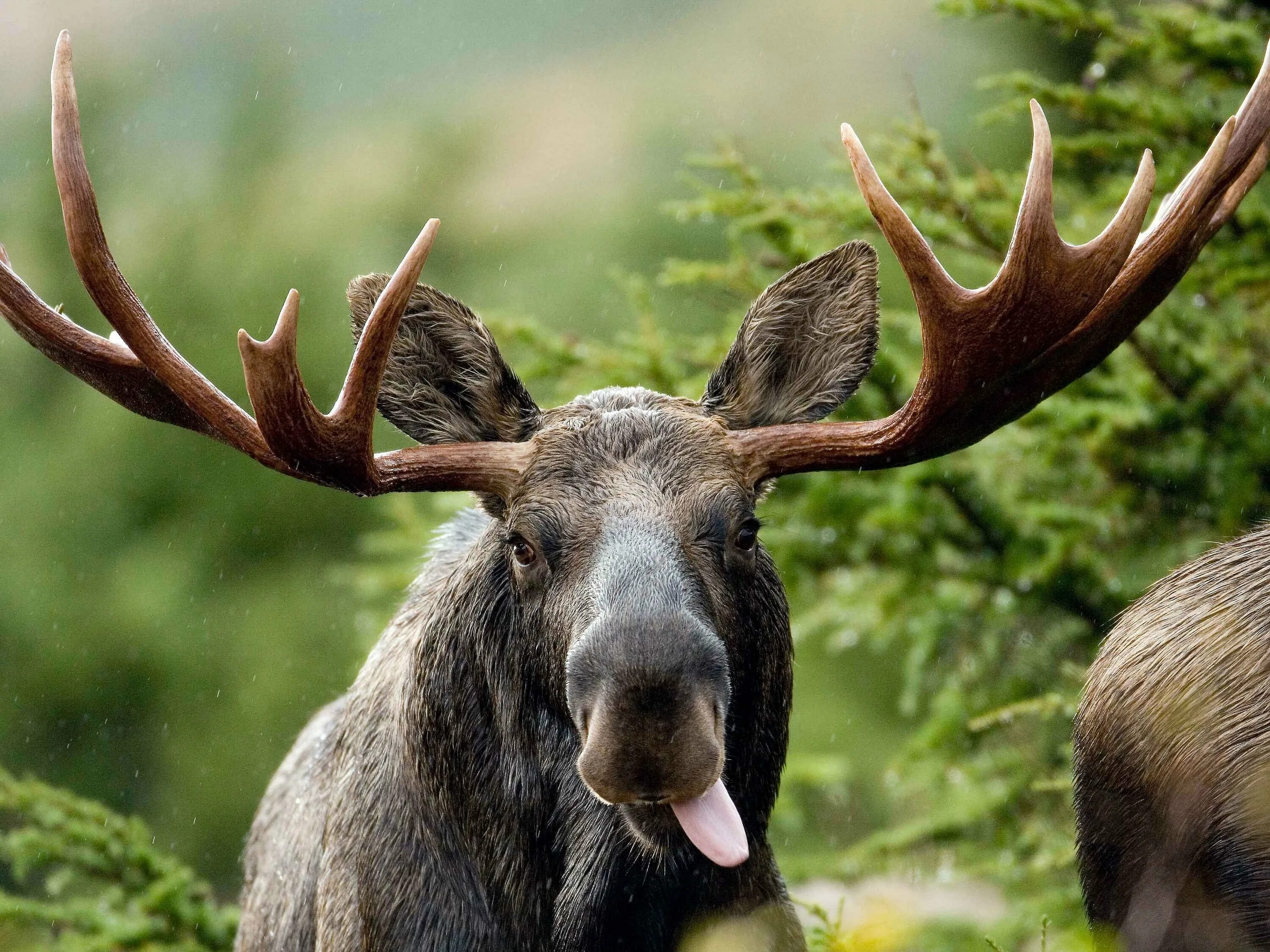 Лицо лося. Европейский Лось alces alces. Лось в тайге. Сохатый Лось Байкал.