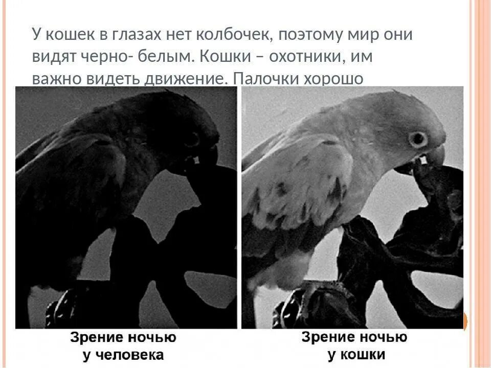 Как видеть в темноте. Как видят кошки. как видят мир кошки. как видят кошки в темноте. зрение животных в темноте.