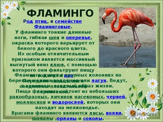 Фламинго мужского рода