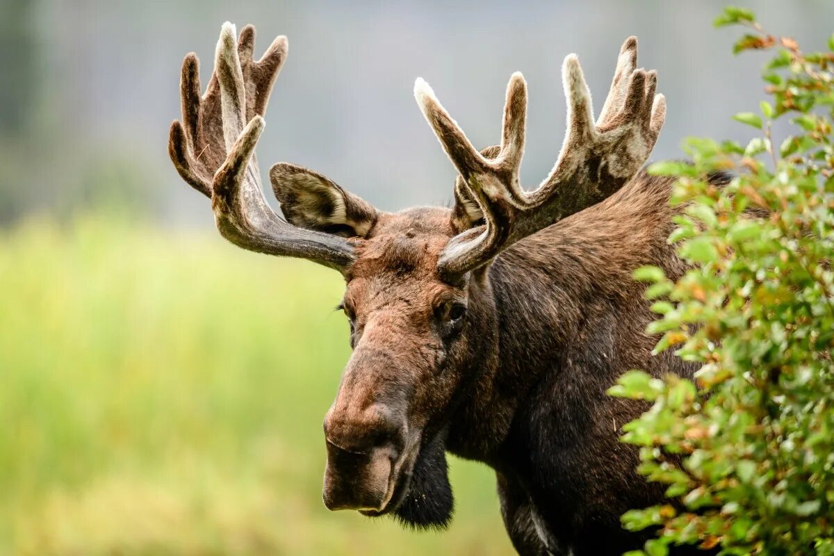 Лось Сохатый Сибирский. Лось (лат. Alces alces). Таежный Лось. Американский Лось.