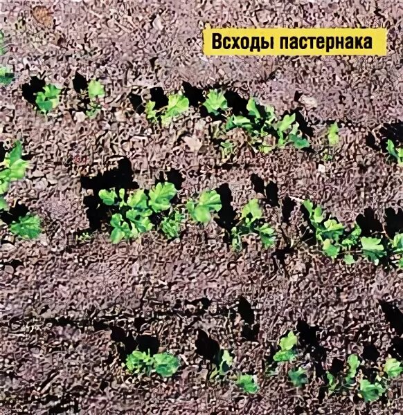 Как выглядят всходы пастернака. Пастернак ботва. Пастернак растение всходы. Пастернак рассада. Пастернак растение ростки.