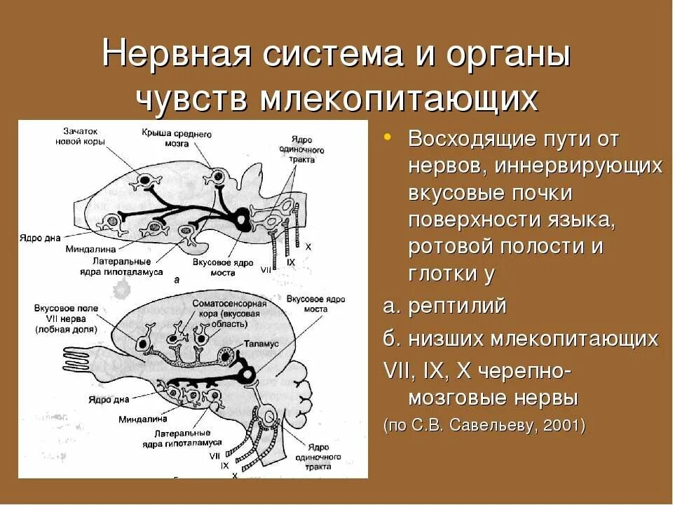 Нервная система и органы чувств млекопитающих