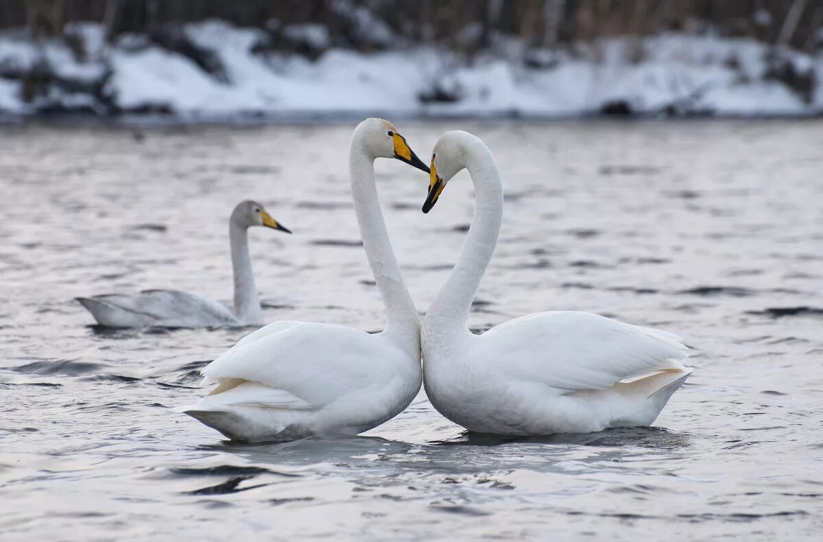 Лебединое озеро белокуриха. Несколько лет тому назад лебеди. Лебедь кликун лебединое озеро. Озеро светлое алтайский край. Воронцовский парк в москве лебеди.