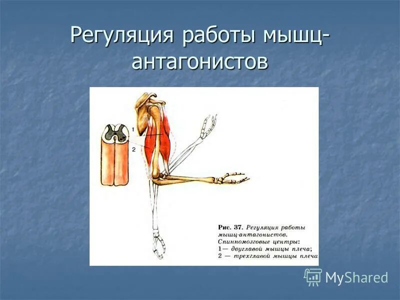 Работа мышц 8 класс конспект. Строение скелетной мышцы человека 8 класс биология. Условия работы мышц. Регуляция работы мышц схема. Что такое утомление мышц биология 8 класс.