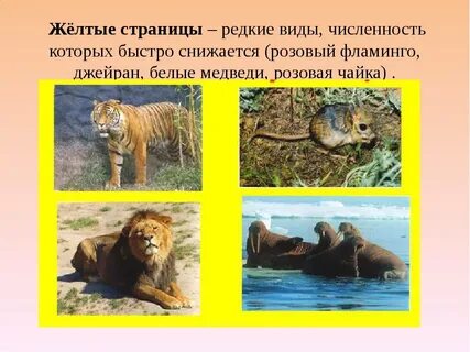 Книга желтая страница
