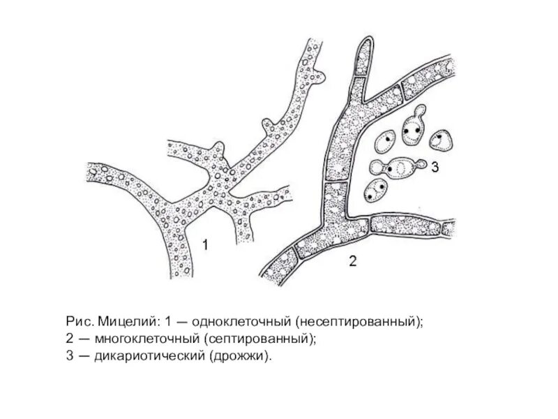 Мицелий гриба гиф. Рис. 1 а – одноклеточный мицелий, б – многоклеточный мицелий,. Строение гриба мицелий. Грибница мицелий схема. Клеточный мицелий строение.