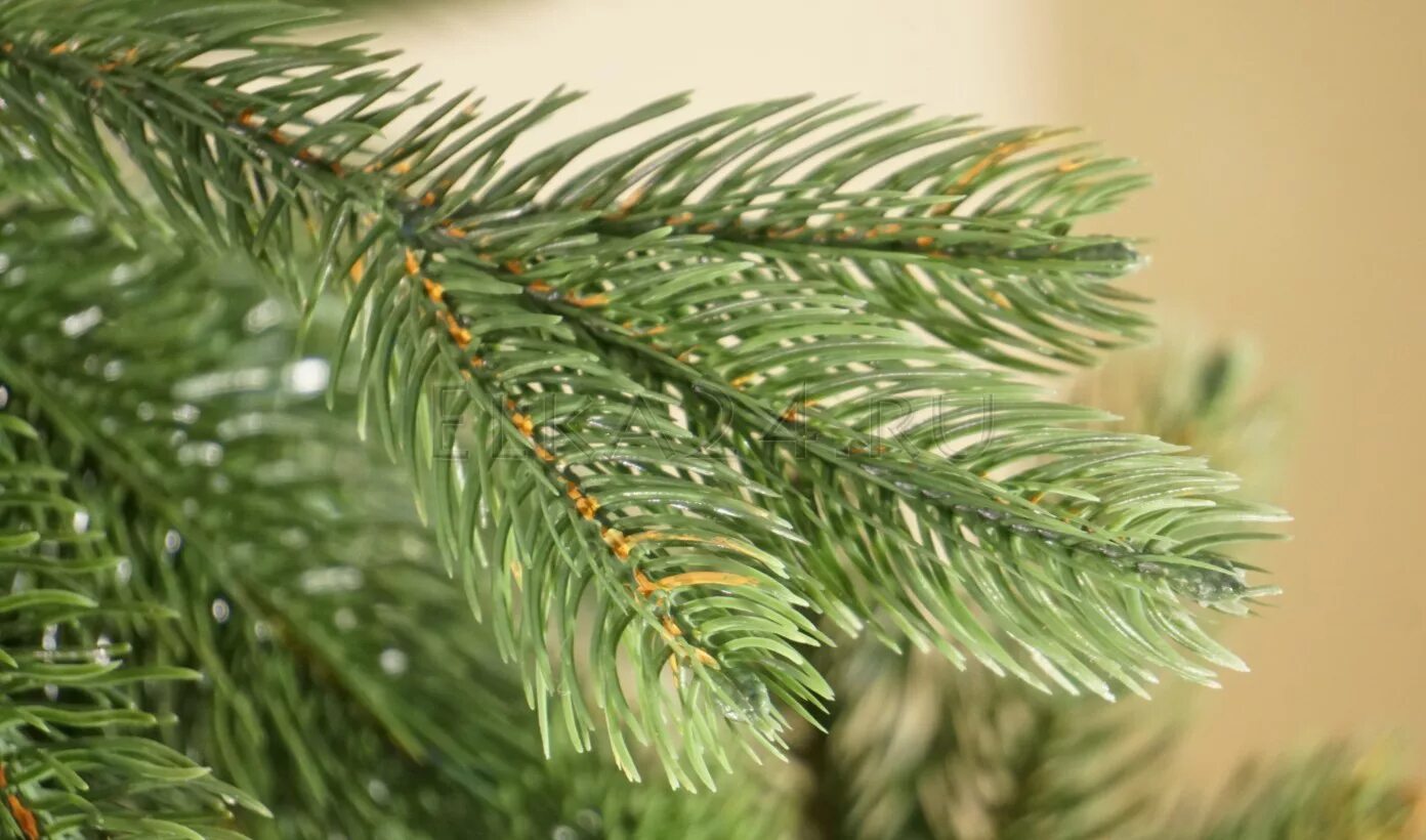 Эвкалипт парвифолия. Эвкалипт бенджамина. Живая ветвь. Фон сосновые веточки. Живая ветвь.