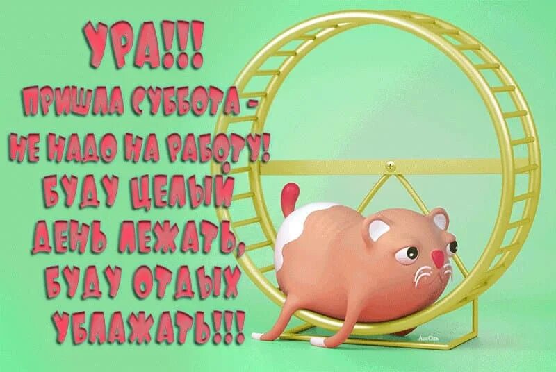 Доброе субботнее утро картинки смешные. Поздравления с субботой прикольные. открытки с субботой. открытки поздравления с субботой прикольные. смешные открытки с субботой.