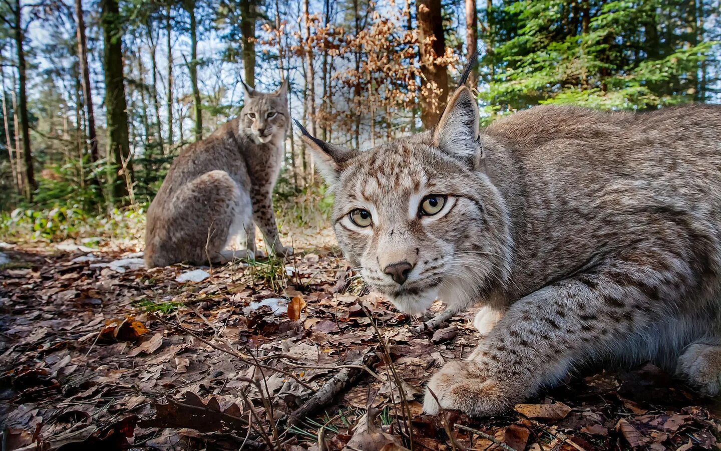 Дикая природа доклад. Lynx issiodorensis. Беловежская пуща Рысь. Висимский заповедник Рысь. Обыкновенная Рысь.