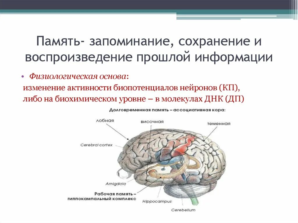 Запоминание сохранение и воспроизведение образов. Физиологические основы процессов памяти. Запоминание сохранение и воспроизведение. Память физиологические основы памяти. Процессы памяти запоминание сохранение воспроизведение.