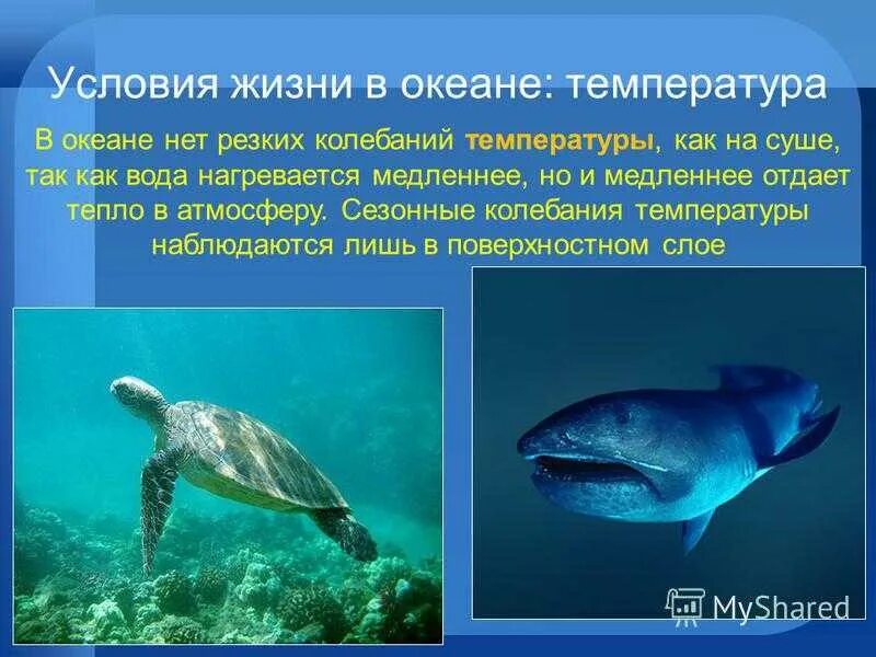 Жизнь в океане география 6 класс кратко. Условия жизни в океане. Проект жизнь в океане. Жизнь в океане доклад. Особенности жизни в океане.