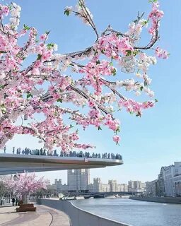 Город расцвел