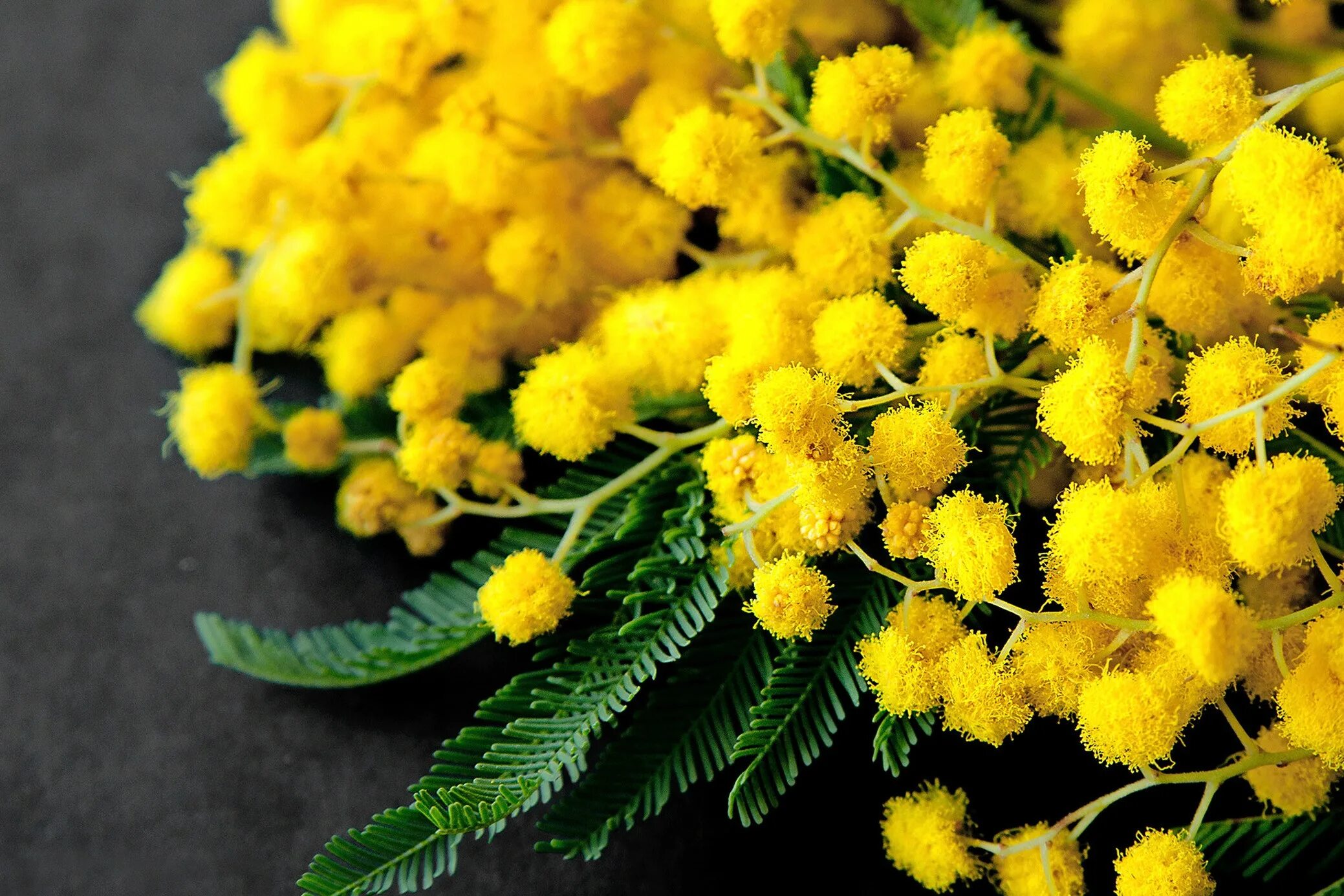 Солидаго "hiddigeigei". Солидаго канадский (solidago canadensis `cloth of gold`). Хризантема болотная голден йеллоу. Золотарник гибридный солидаго. Пижма обыкновенная (tanacetum vulgare).