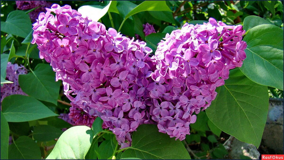 быстрорастущая сирень. сирень в саду. сирень быстро растет. сирень растет. сирень китайская саугеана.