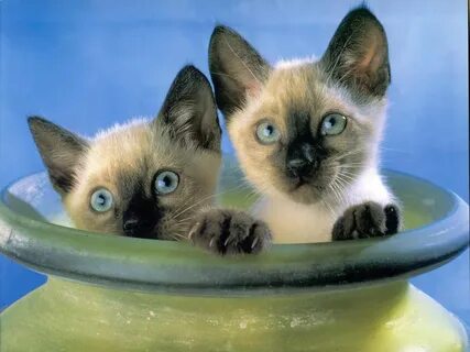 Kitties galleries