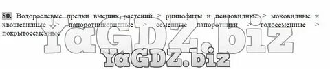 В смысле параграф