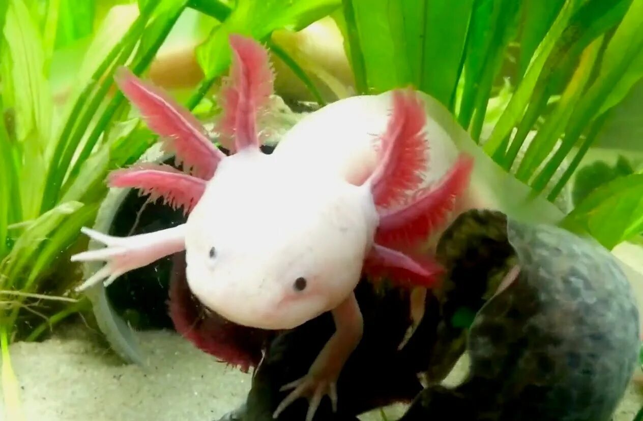 аксолотль мексиканской амбистомы. рыба дракон аквариумная аксолотль. аксолотль размер. мексиканская саламандра аксолотль. аксолотль размер.