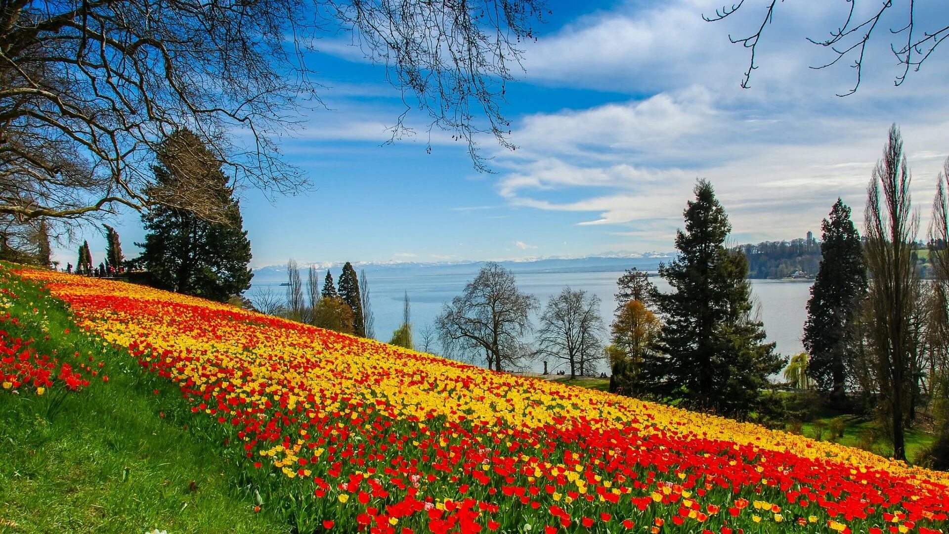 Nature is beauty. Весенний пейзаж. Яркие весенние пейзажи. Поляна цветов.