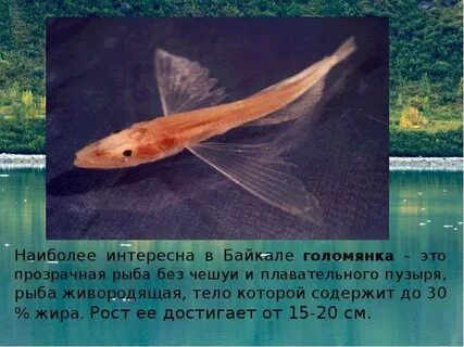 Какая рыба водится в озере байкал
