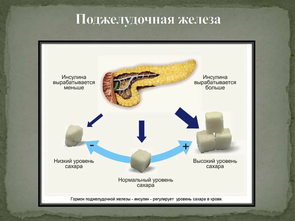 Выработка сахара в крови. Инсулин – гормон, вырабатываемый поджелудочной железой. Гормон инсулин вырабатывается в поджелудочной железе. Поджелужлчнаяжелеза вырабатывает. Поджелудочная железа аыраб.