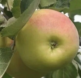 Вэм розовый яблоня отзывы