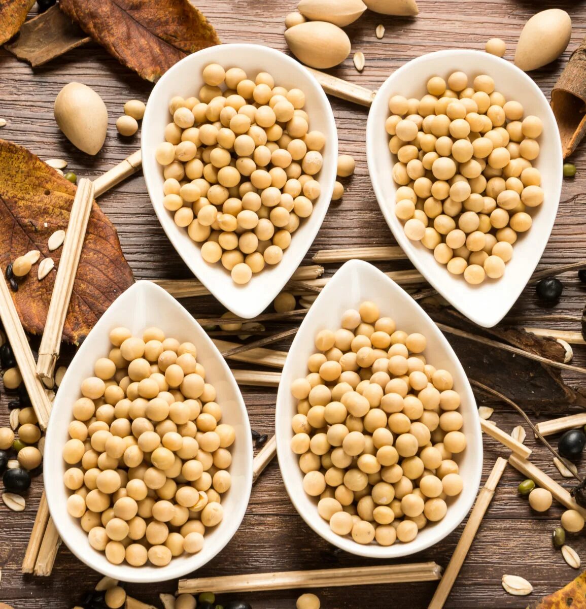 семена сои. соя растение. какая соя. соя. какая соя.