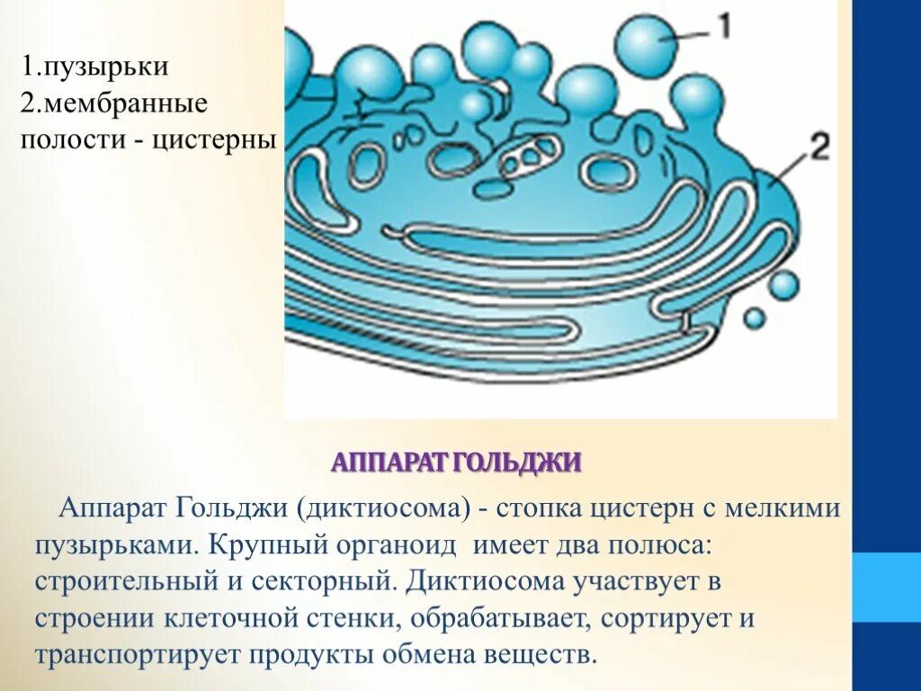 Какие формы мембранных структур образуют аппарат гольджи. Диктиосомы комплекса Гольджи. Органелла аппарат Гольджи. Структура аппарата Гольджи. Аппарат Гольджи строение и функции.