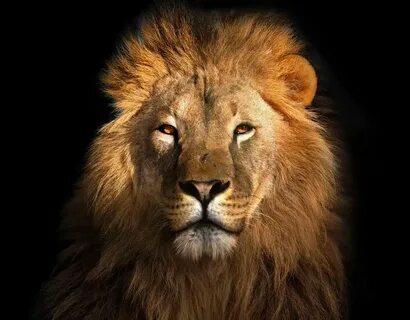 Lion s