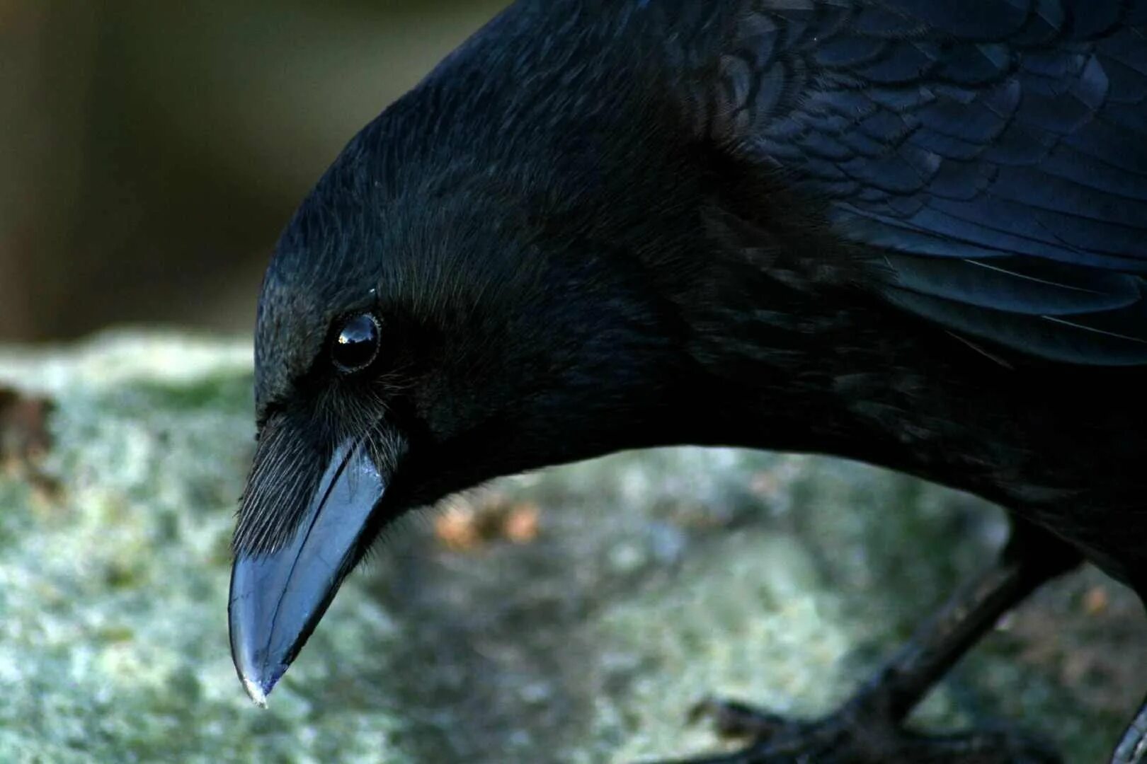 Ворона фото. Черный ворон. Ворон. Ворона. Корвус коракс ворон.