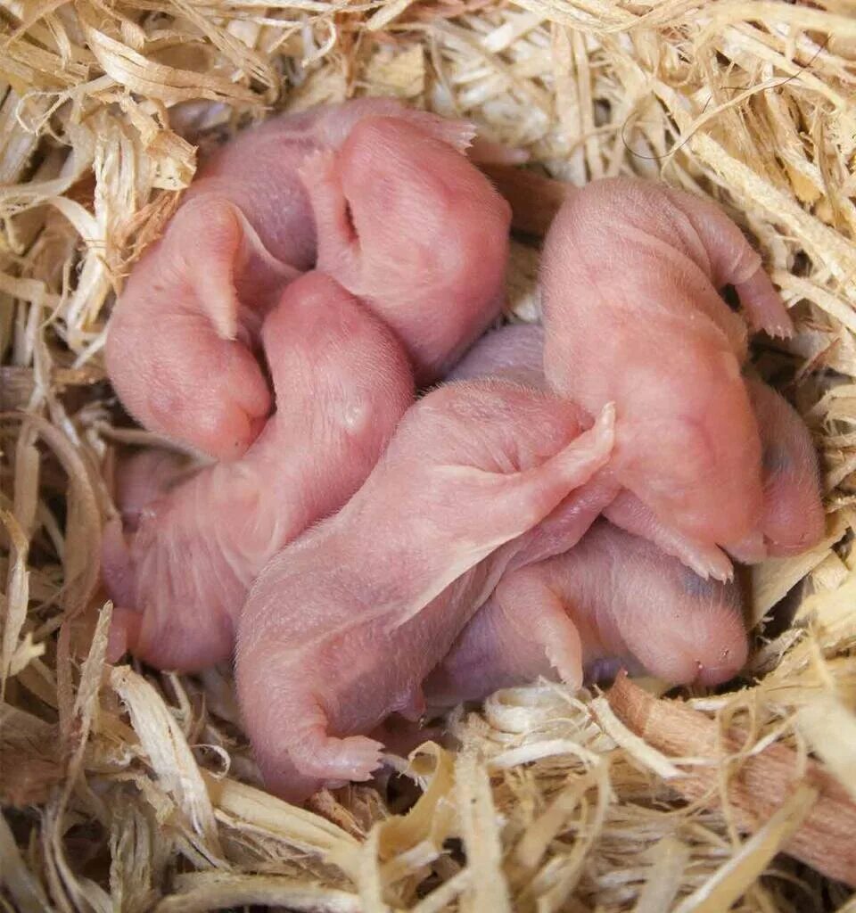 Хомяки после родов. Новорожденные хомяки джунгарики. Джунгарский хомячок. Новорожденные джунгарских хомяков. Новорожденный джунгарский хомяк.