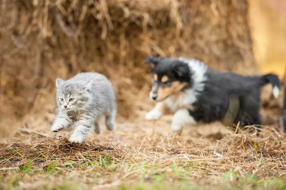 Chase animals. Собаки. Собака бежит за кошкой. Собака догоняет кошку. Собака гонится за кошкой.