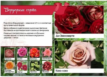 Каталог роз древо жизни