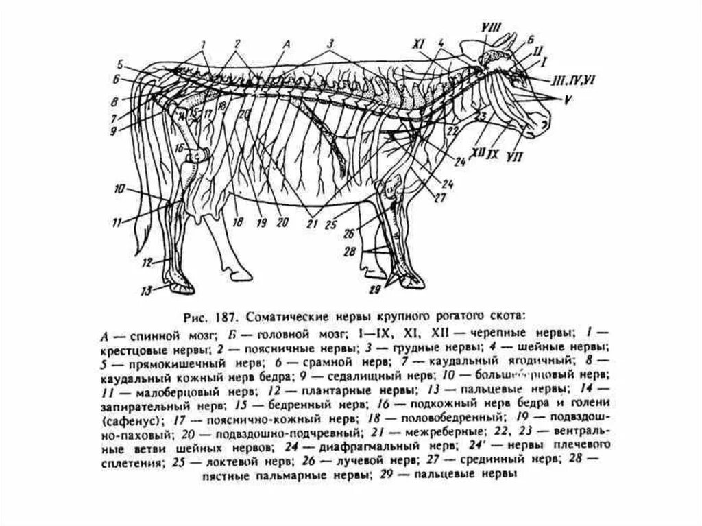 Кровеносная система коровы анатомия. Нервная система КРС анатомия. Кровеносная система КРС схема. Спинномозговые нервы коровы. Каудальное направление