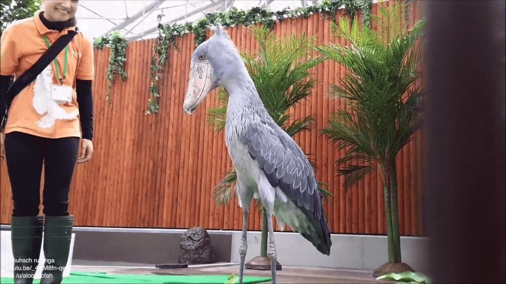 Кондор птица размах крыльев. Королевский китоглав. Африканский страус рост. Гарпия птица. Гарпия гигант.