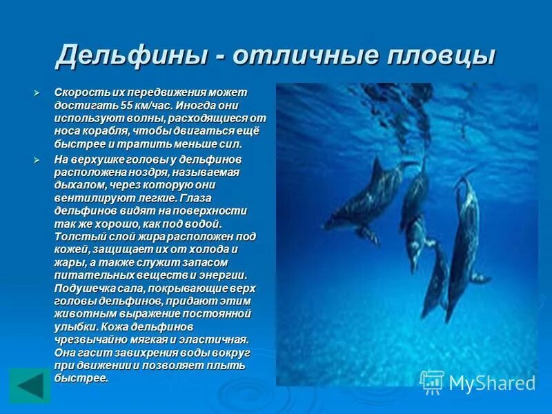 Скорость дельфина в 2 раза