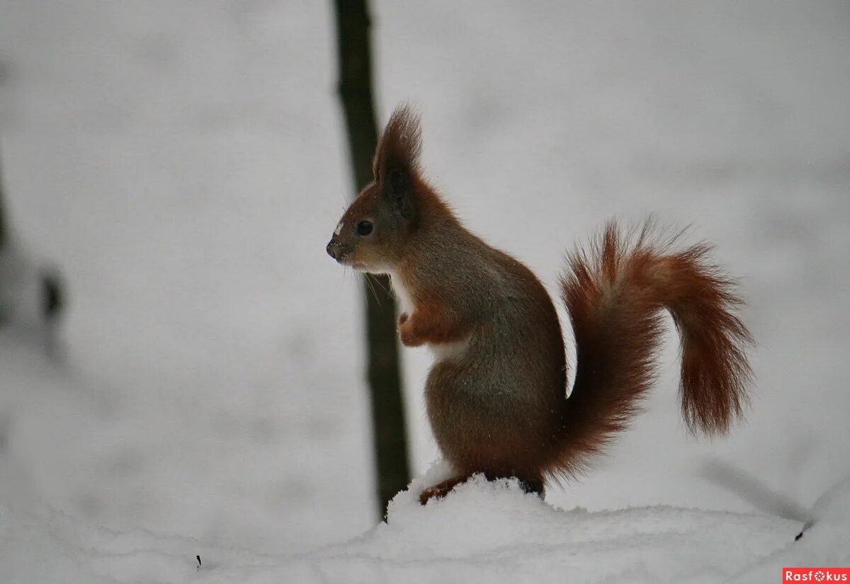 Как зимует белка. Как зимуют белки. Белка зимой. Как зимуют белки доклад. Сообщение как зимует белка.
