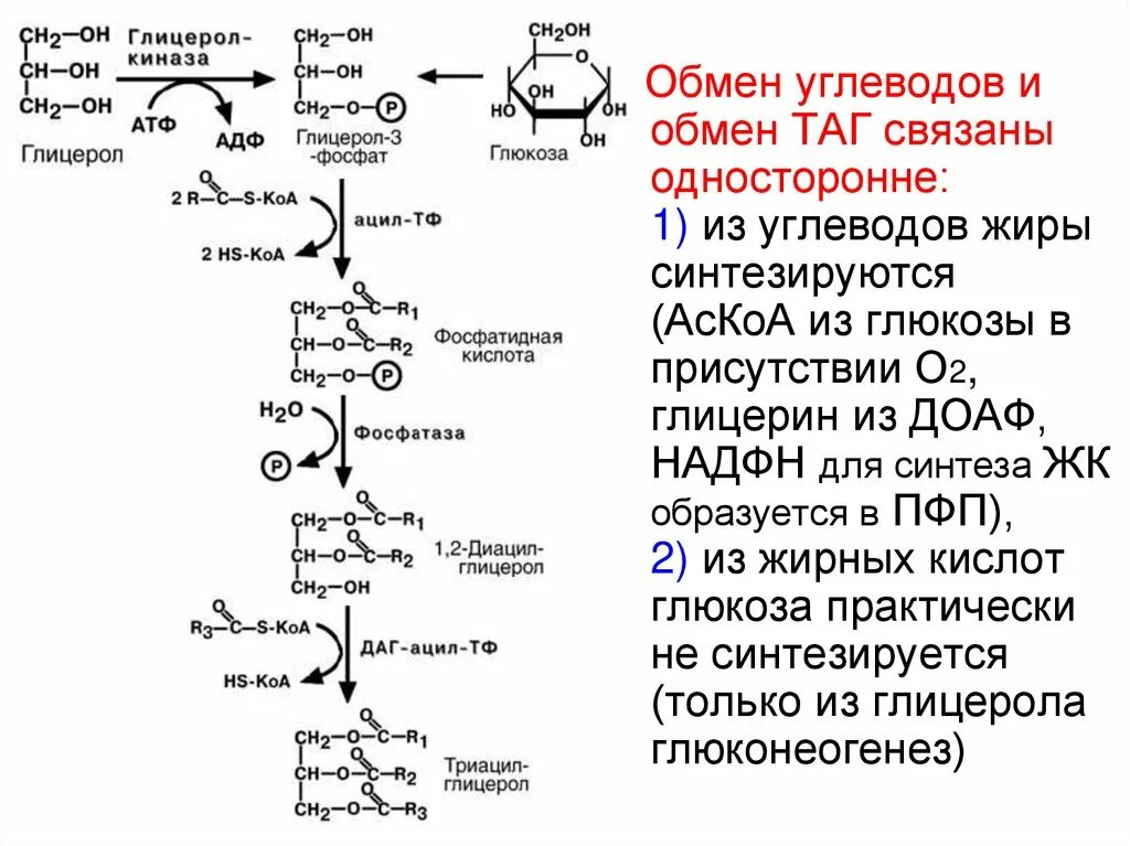 Синтез жиров из углеводов. Схема превращения углеводов в жиры. синтез жира из углеводов схема. схема синтеза жиров из углеводов. синтез таг схема.
