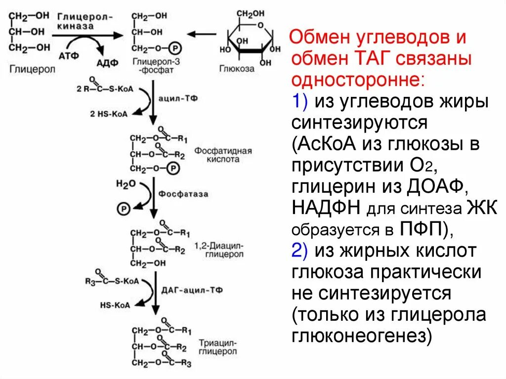 Схема превращения углеводов в жиры. Синтез жира из углеводов схема. Схема синтеза жиров из углеводов в печени. Синтез таг схема. Место синтеза жиров