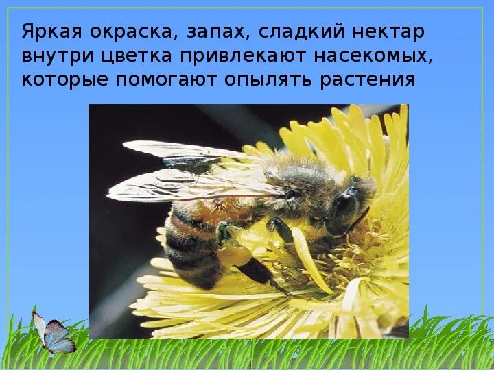 Информация о шмелях окружающий мир. Сообщение о шмелях 2 класс. сообщение о шмеле. сообщение о шмелях 2 класс окружающий мир. план про шмеля.