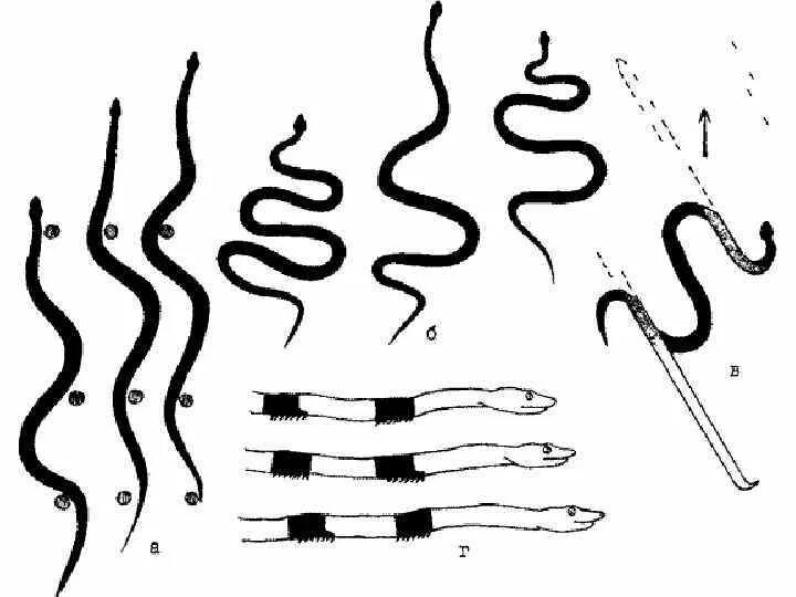 Способы передвижения змей. Способы движения змеи. Схема движения змеи. Схема передвижения змеи.
