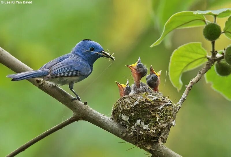 Black-naped Monarch. Птичка Монарх. Птицы Архитекторы от природы. Птицы видео для детей.