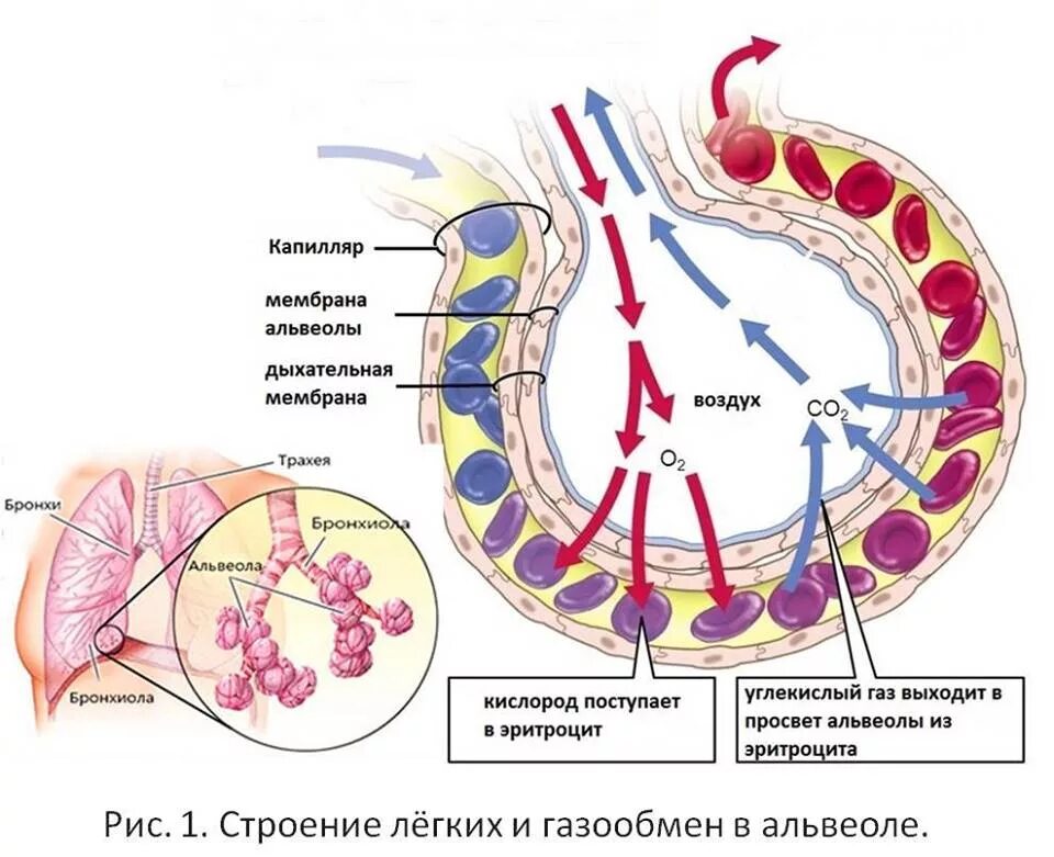 Пузырьки кислорода в крови. Схема газообмена в альвеолах. Газообмен в легких альвеола капилляр. Процесс газообмена в альвеоле. Схема альвеолярного газообмена в легких.