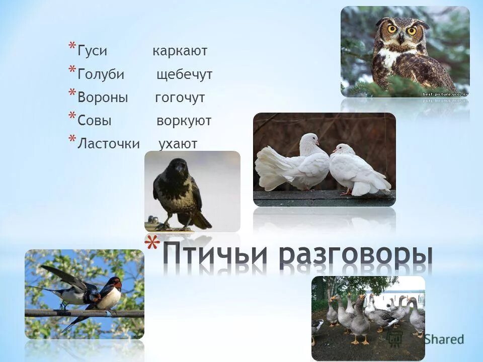 Голубь воркует ворона