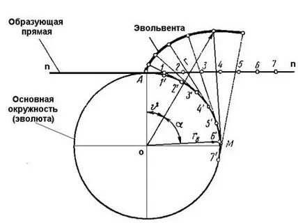 Эвольвента