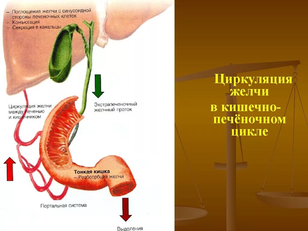 Энтерогепатическая циркуляция желчи. Образование желчи. Циркуляция желчных кислот. Цикл желчных кислот.