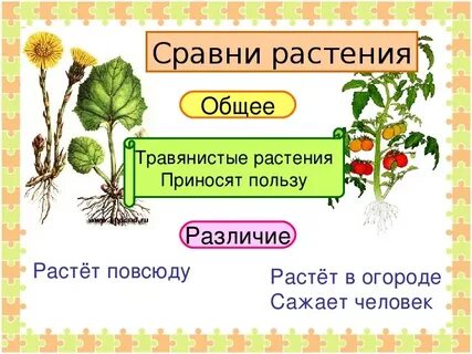 Растения дикорастущие и культурные общее и различия