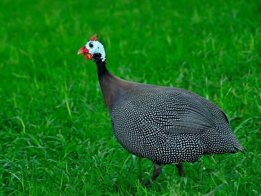 Цесарка птица. Что такое цесарка. Хохлатая цесарка. Грифовая цесарка. Цесарка птица.