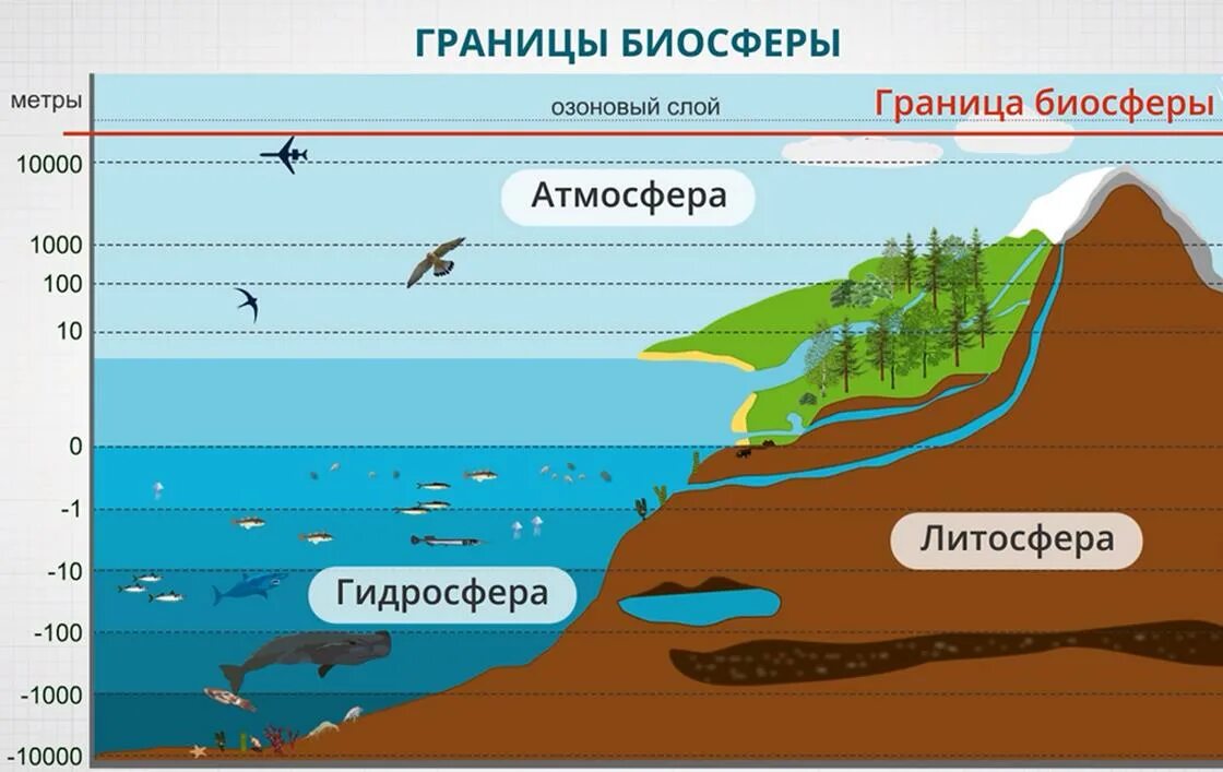 Как называется область распространения жизни на земле